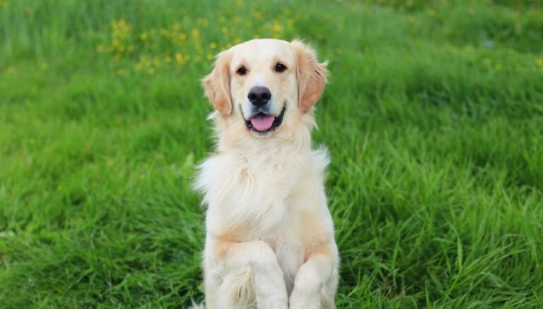 Razas de perros blancos: cuáles son, cuidados y dudas frecuentes
