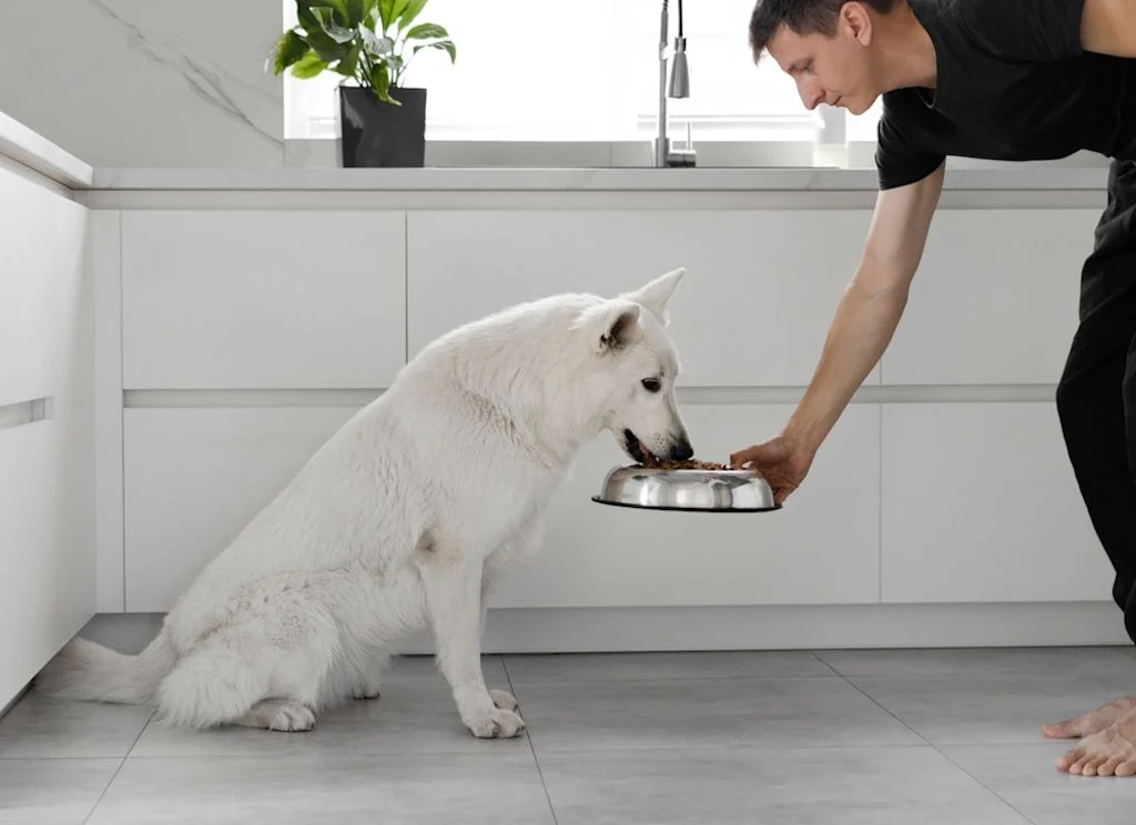 raza de perro blanco suizo comiendo