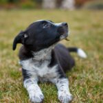 Cachorro de perro de agua español