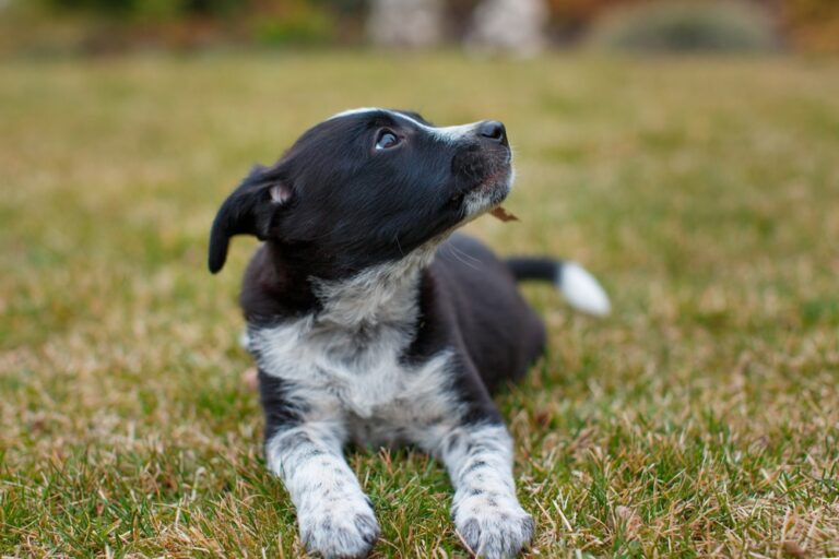 Razas de perro español