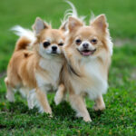Razas de perros miniatura como el Chihuahua