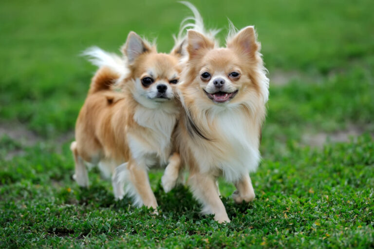 Razas de perros miniaturas