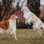 Borzoi o galgo ruso