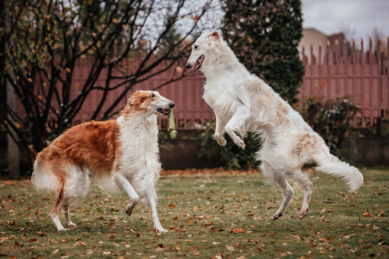 Perro ruso: diversidad de tamaño, temperamento y funciones
