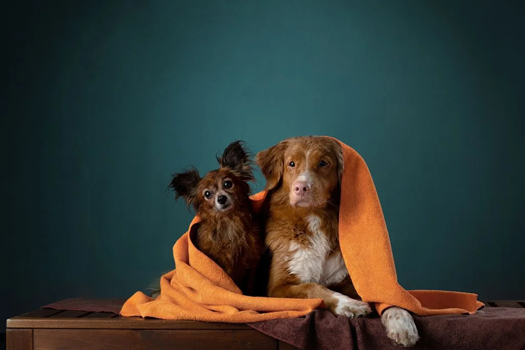 Pequeños perros rusos o russian toy
