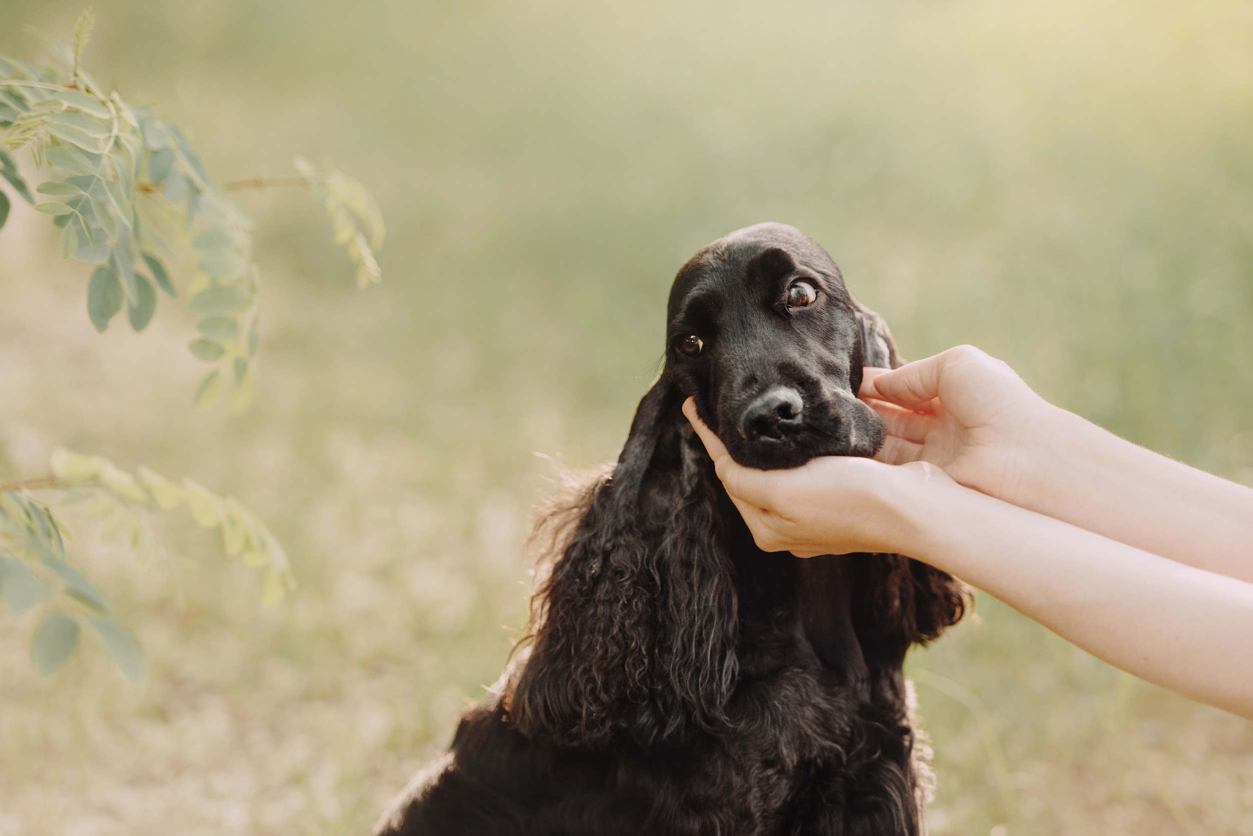 owner holding english cocker spaniel dog head outdoors in summer