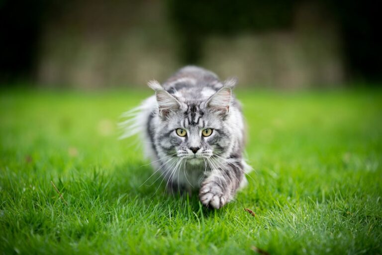 Displasia de cadera en gatos: ¿cómo detectar y tratar la enfermedad?