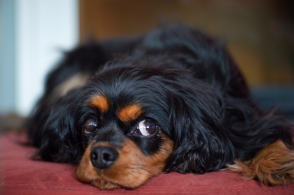 Black,And,Tan,Cavalier,King,Charles,Spaniel