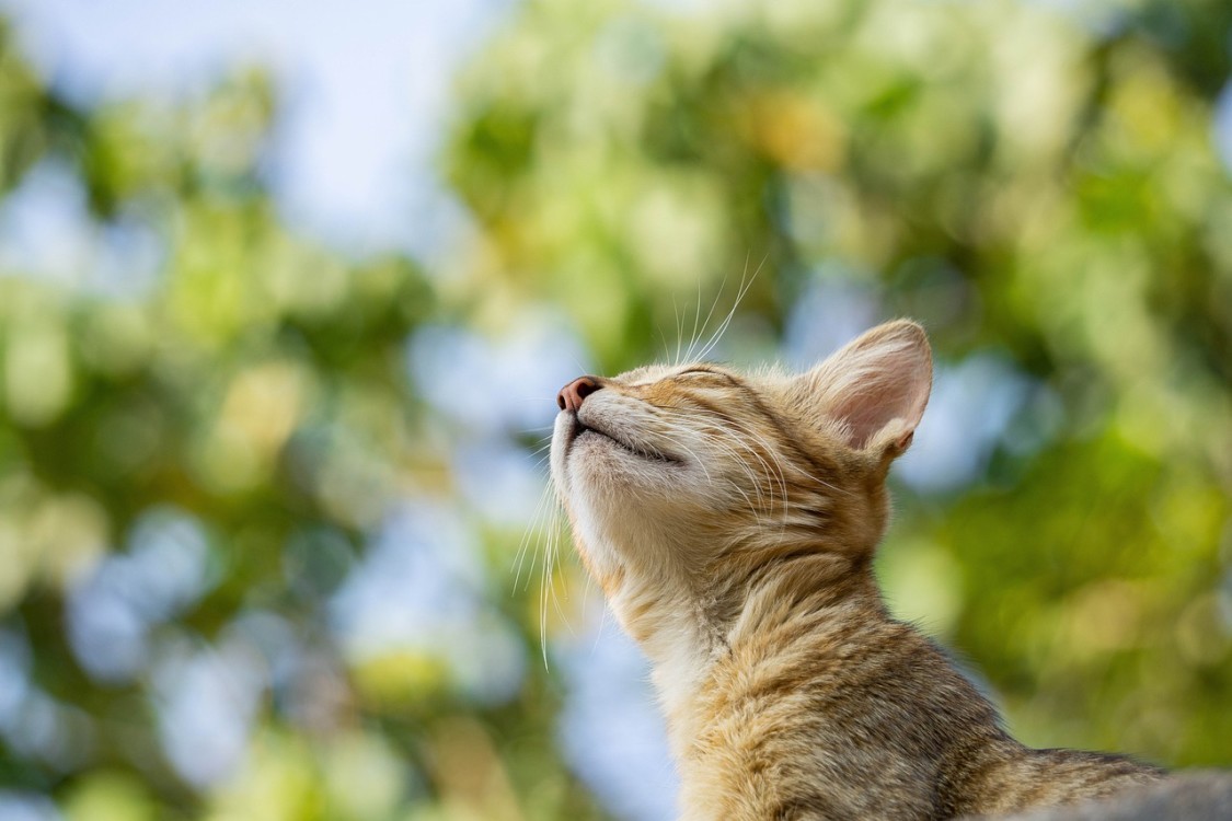 Actualidad felina