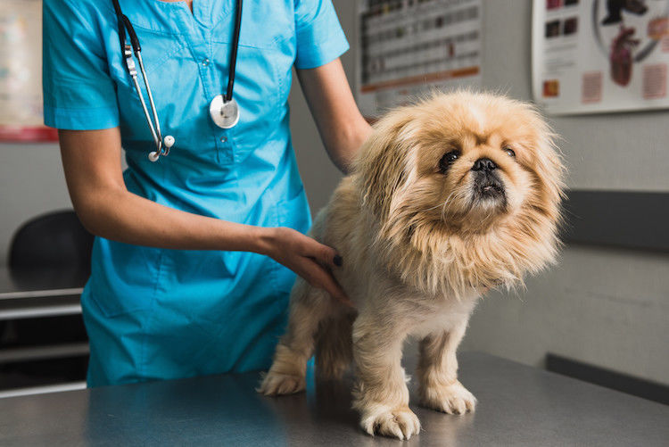 Insuficiencia renal en perros