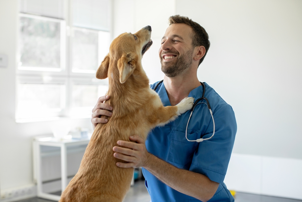 Enfermedades de los perros
