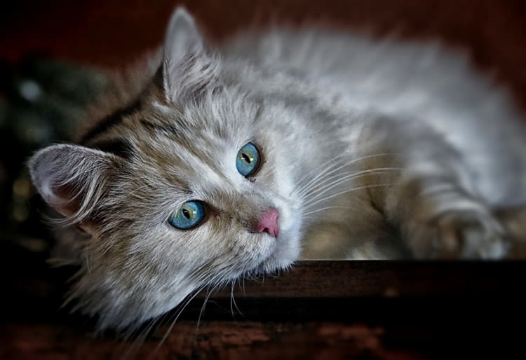 Vómitos biliares en gatos: ¿por qué y qué hacer?