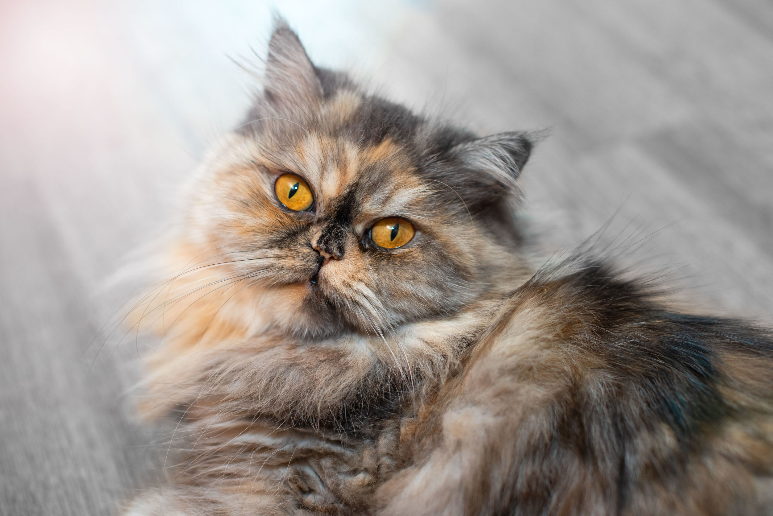 Seguro de salud para gatos