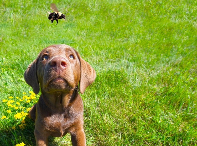 Actualidad canina