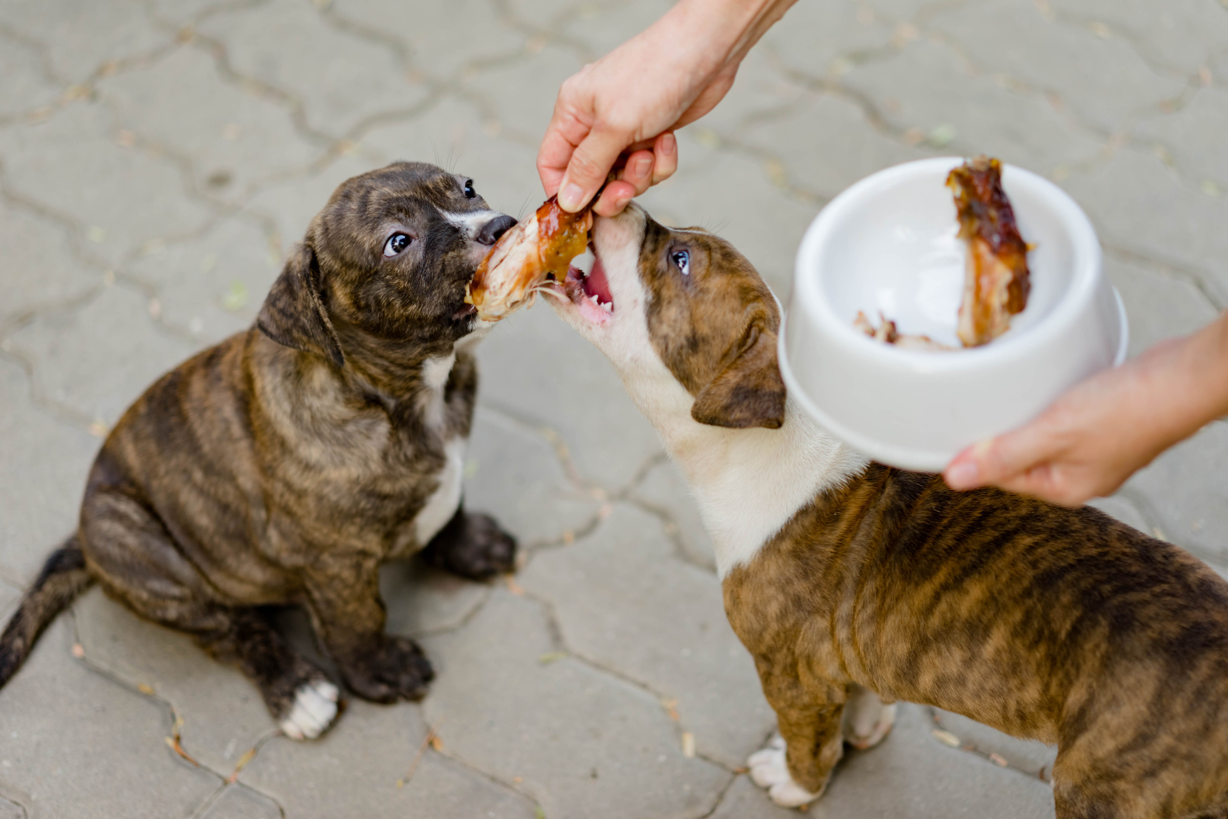 Alimentación de tu perro