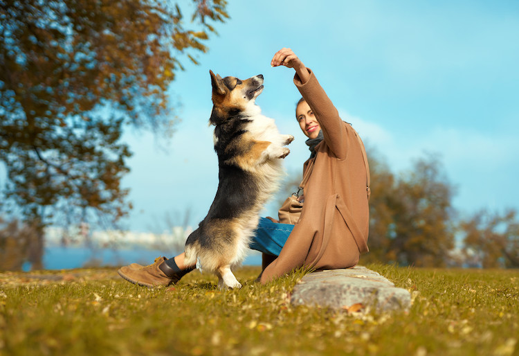Educación y actividades para tu perro
