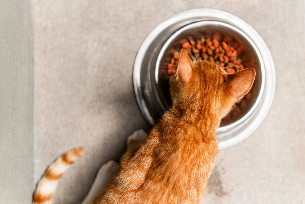 Alimentación de tu gato