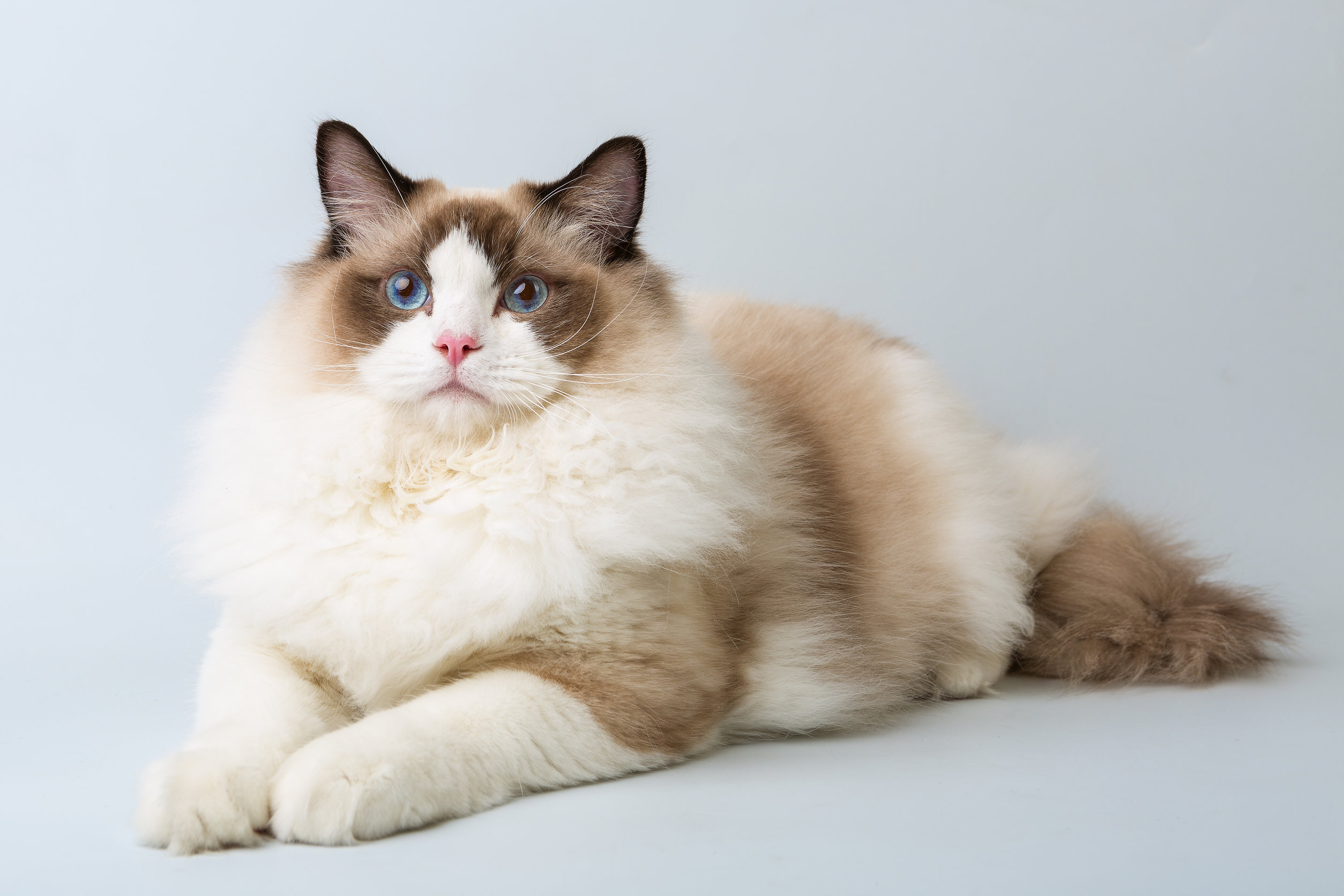 Race de Chat : Ragdoll