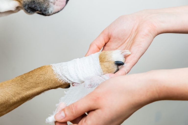 Cómo reconocer un esguince en un perro