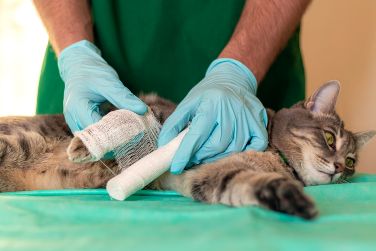 Tratamiento de una fractura de una pata en gatos