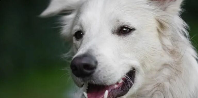 Limpieza dental en perros: ¿por qué y a qué precio?
