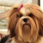 El característico pelaje largo y denso del Lhasa Apso.