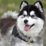 pomsky adulto con pelaje bicolor y cara definida.