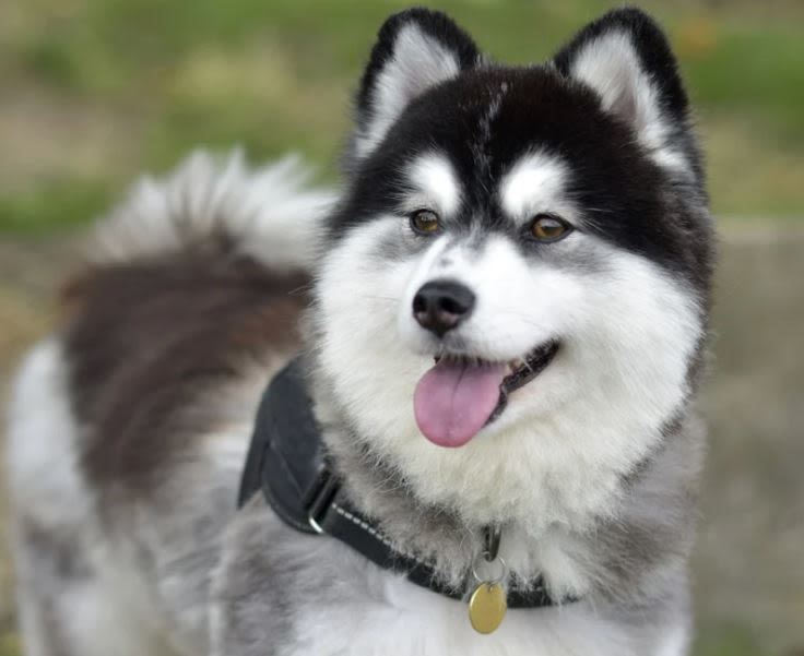 Pomsky