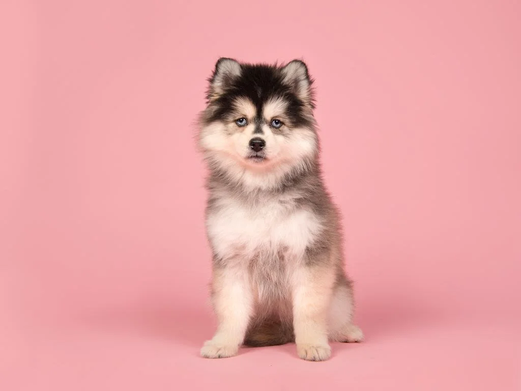 Cachorro de pomsky con rasgos mixtos.