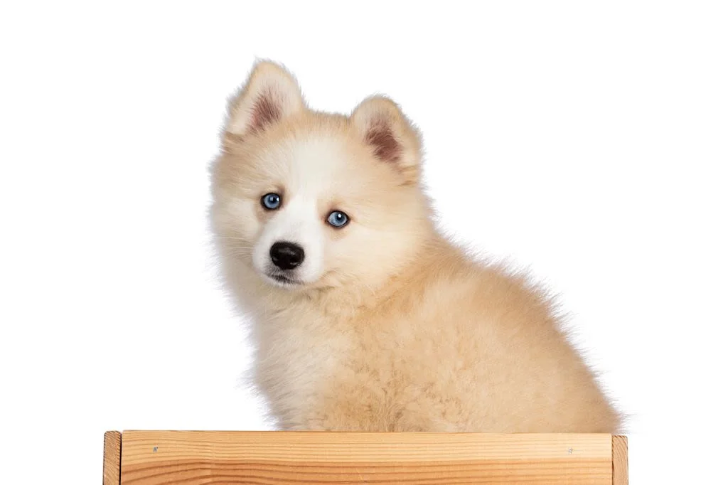 pomsky de manto crema.