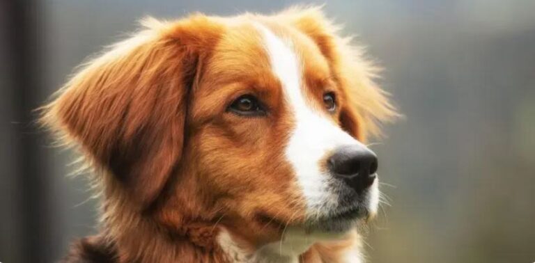Tiña en perros: una enfermedad contagiosa