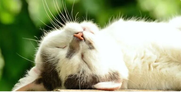 Vómitos en gatos: ¿cuándo consultar al veterinario?