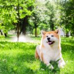 Un entorno natural para el bienestar del akita inu.