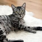 Primer plano de gato atigrado gris.