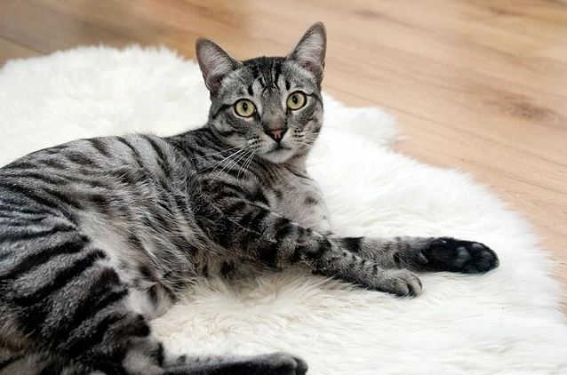 Razas de gatos atigrados