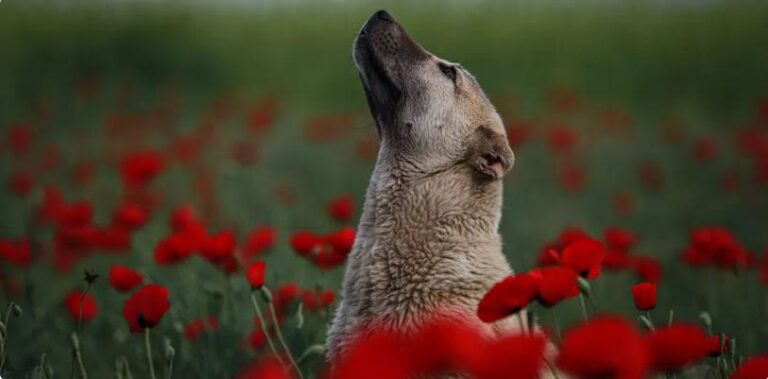 ¿Cómo reconocer y tratar la enfermedad de Aujeszky en perros?
