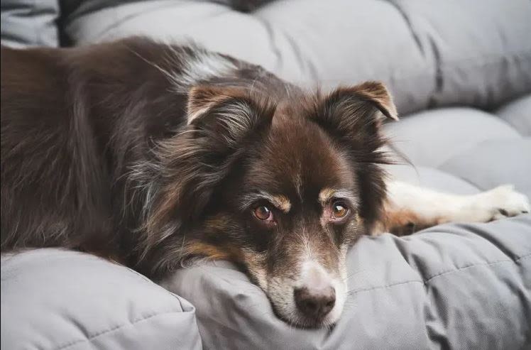 Cómo reconocer la gastritis en perros