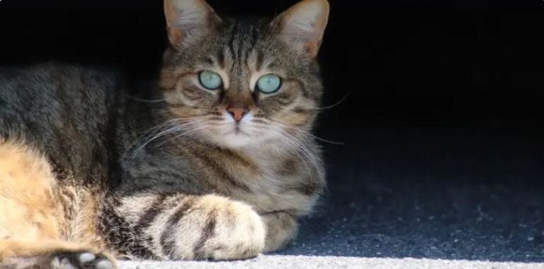 Linfoma en gatos: ¿cuál es el pronóstico?