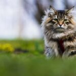 Gato siberiano con pelaje atigrado marrón