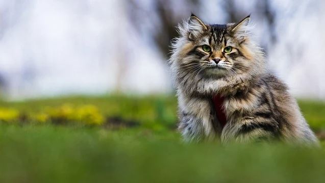 Siberiano