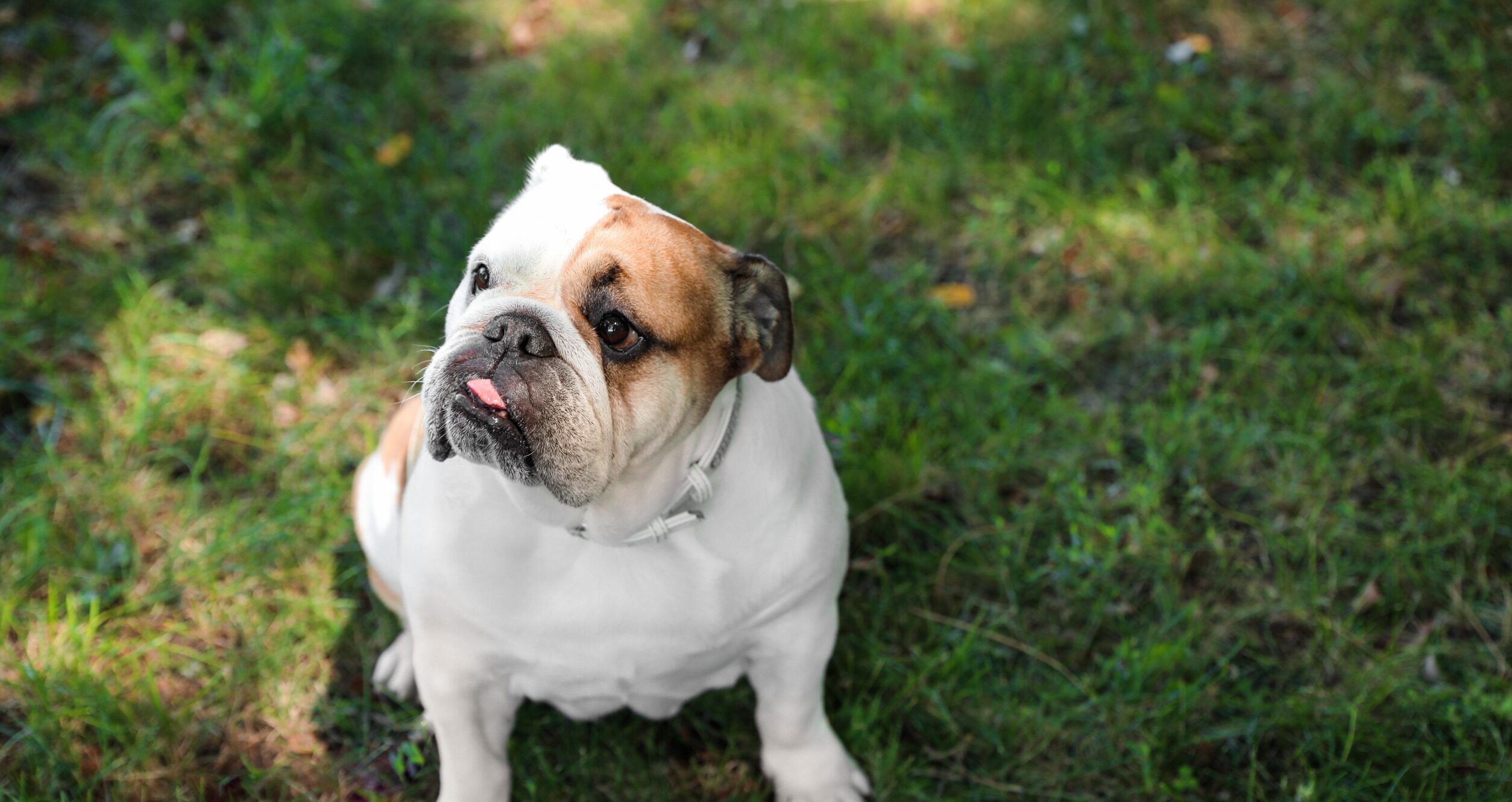 Bulldog anglais