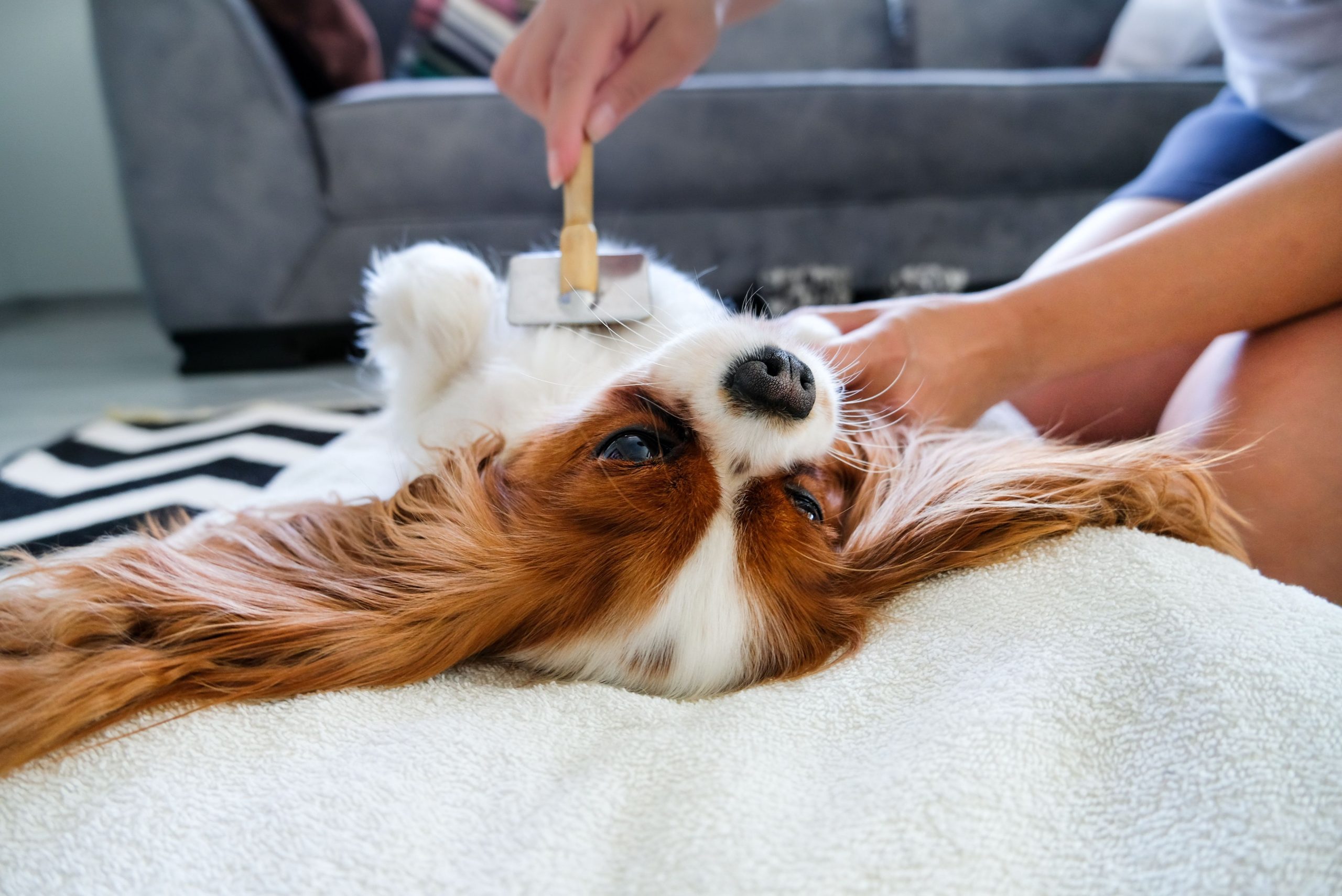 La prevención en los perros