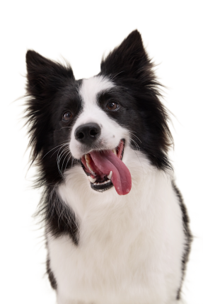Border Collie 