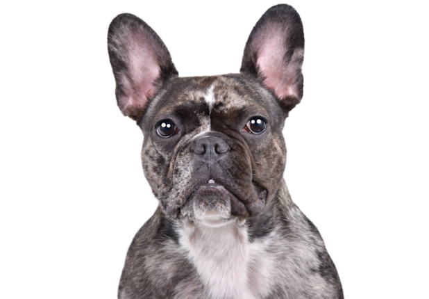 Bouledogue Francais