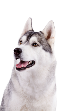 Husky Siberien