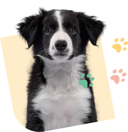 Visuel_Chiot_SEO_1_Yellow__1_