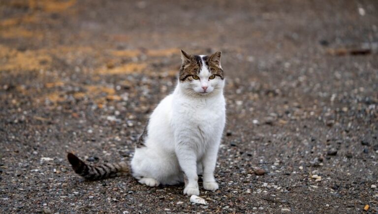 Abscesos en gatos: todo lo que necesitas saber