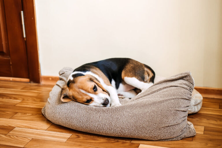 Diarrea en perros: causas, síntomas y tratamientos