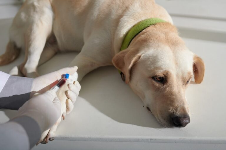 Epilepsia en perros: qué es y cómo tratarla