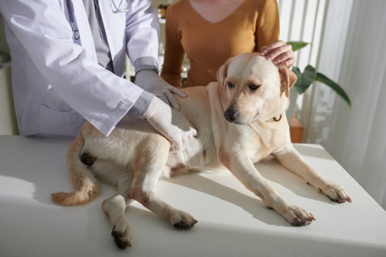 Estreñimiento en perros: causas, síntomas y tratamiento